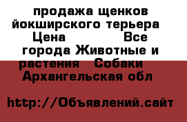 продажа щенков йокширского терьера › Цена ­ 25 000 - Все города Животные и растения » Собаки   . Архангельская обл.